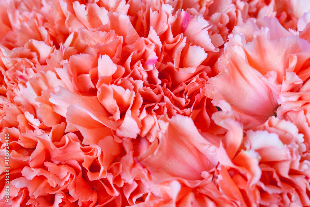 Close up view of a red flower of carnation as background