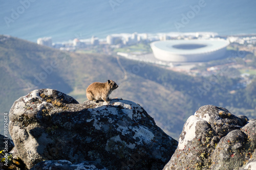 Blick vom Tafelberg auf Fußballstadion in Kapstadt