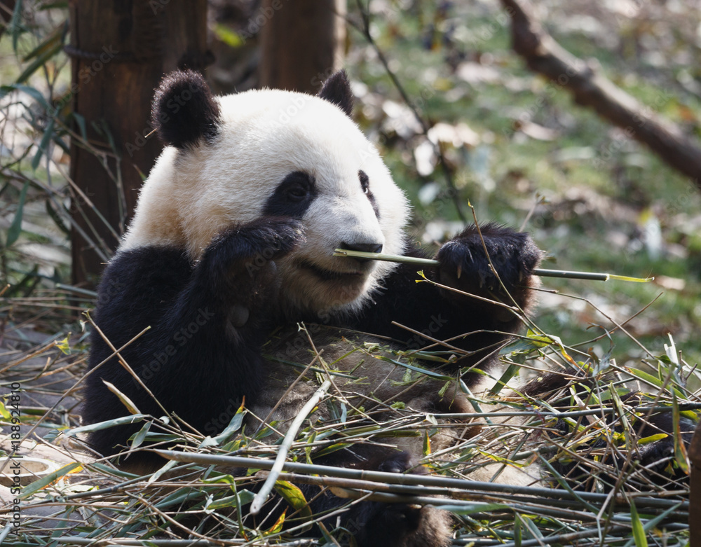 Obraz premium A lovely panda is eating bamboo