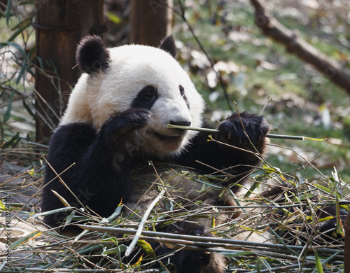 Fototapeta Naklejka Na Ścianę i Meble -  A lovely panda is eating bamboo
