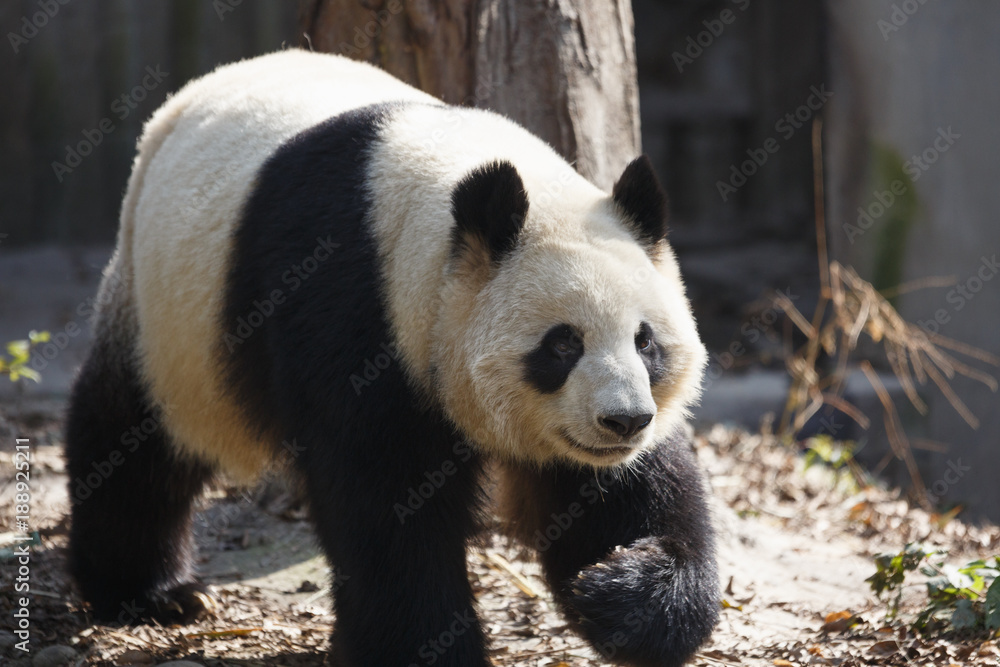 Obraz premium A giant panda is walking in the outdoor