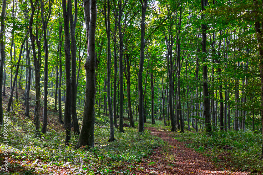 Path in autumn forest. Natural background Path in autumn forest. Natural background