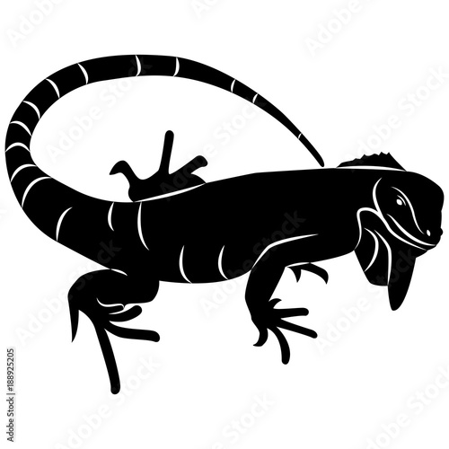 Vector image of silhouette of iguana lizard on white background