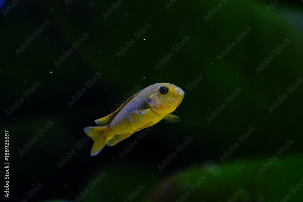 Naklejka premium Malawi cichlid colorful fish