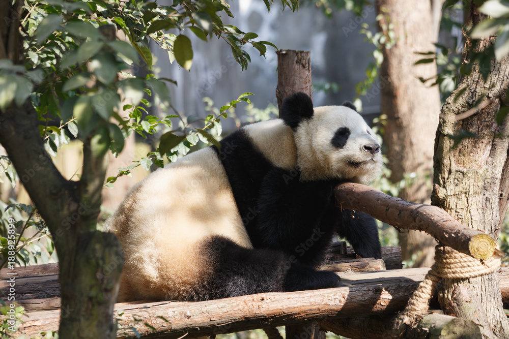 Fototapeta premium A giant panda is sleeping in the sun.