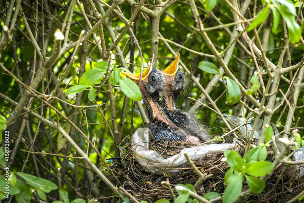 Fototapeta premium Birds nest with two newly hatched blackbirds