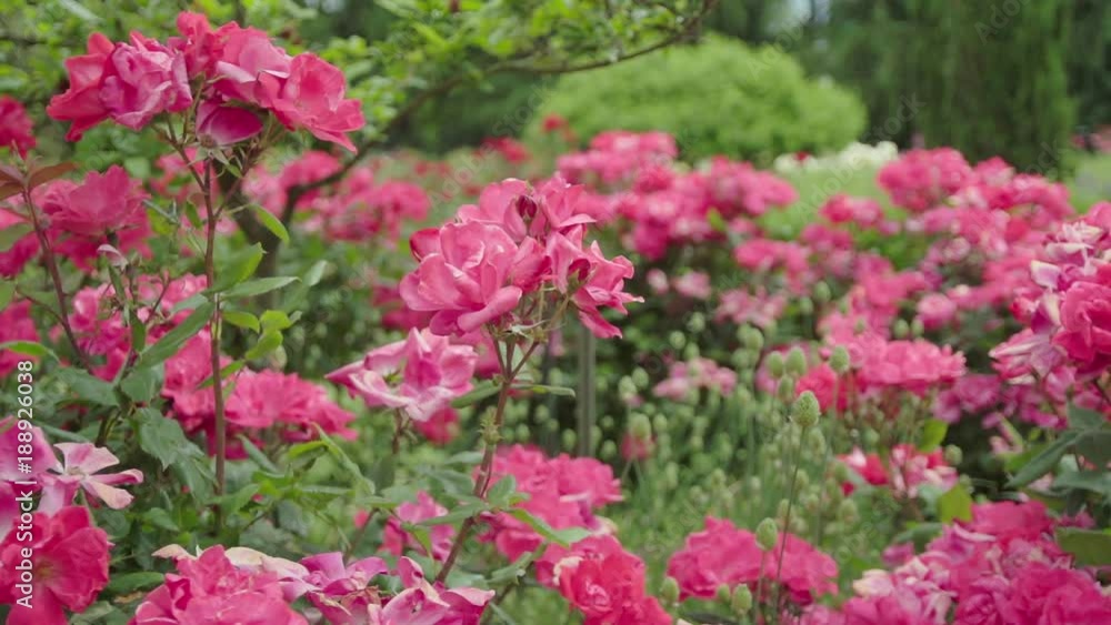Flower garden shot in Seattle, WA
Filmed in slow motion on a summer day viewing the pink or rose color flowers Flower garden shot in Seattle, WA
Filmed in slow motion on a summer day viewing the pink or rose color flowers