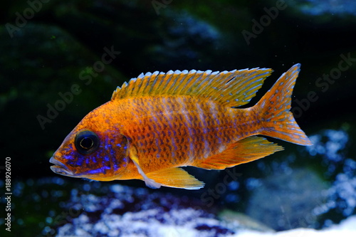 Malawi cichlid colorful fish