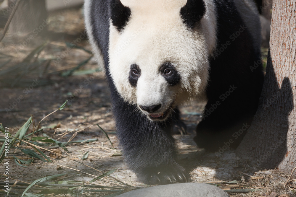 Fototapeta premium A giant panda's head close-up, a happy expression,