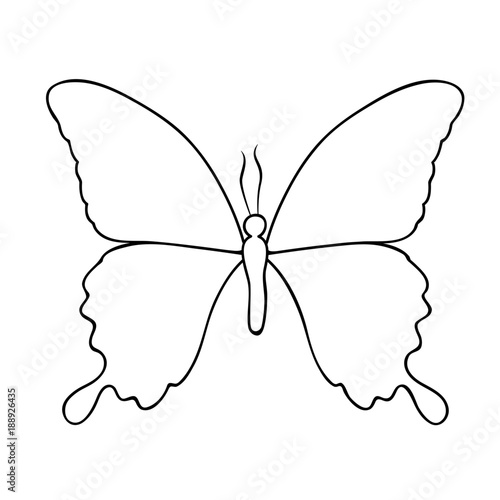 schmetterling blanko