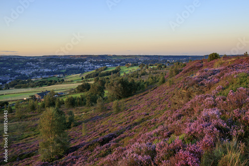 Heather in flower at sunset