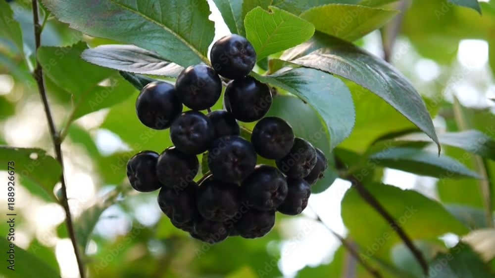 Aronia melanocarpa, ripe aronia berries on the branch Aronia melanocarpa, ripe aronia berries on the branch