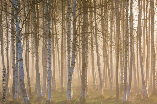 Fototapeta Misty morning in birch forest