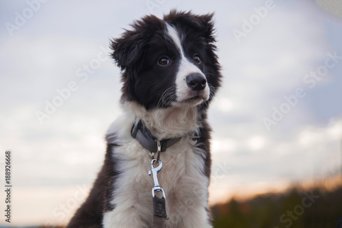 border collie on a walk in the woods with view