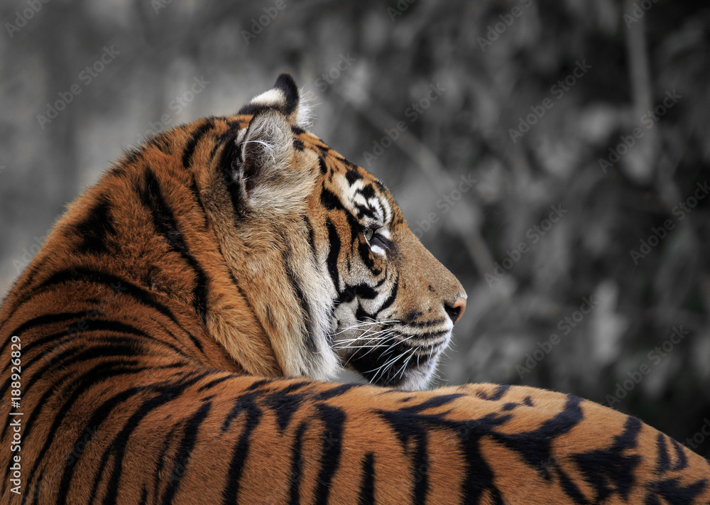 Naklejka premium Sumatran tigers