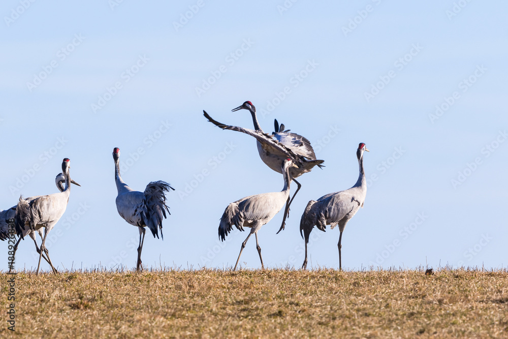 Obraz premium Crane jumping in the spring
