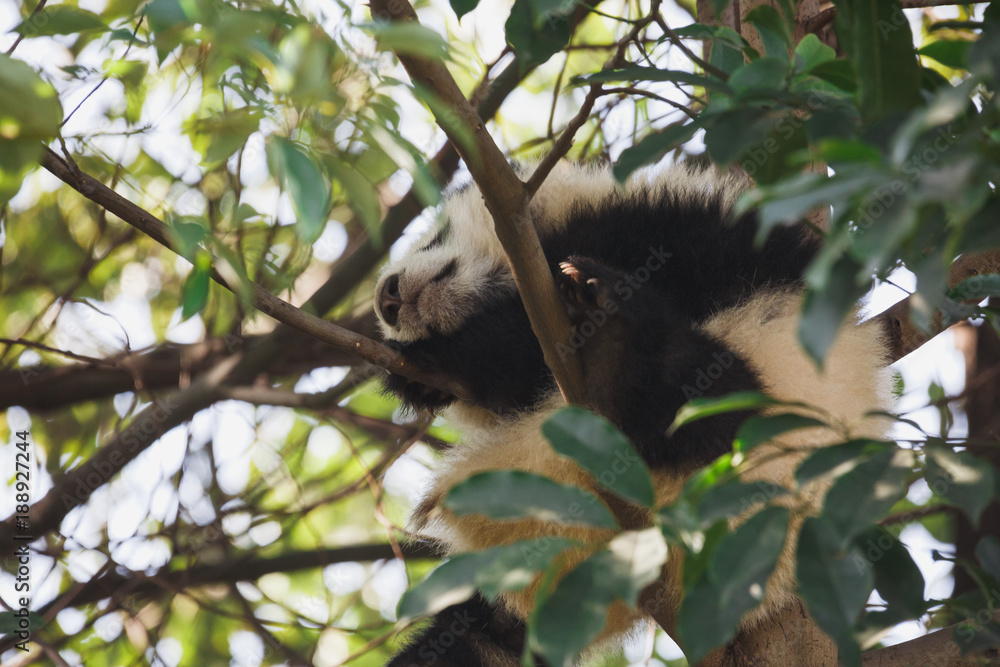 Obraz premium A young panda is sleeping on a tree