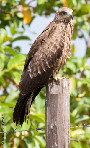 Black kite perched on a fence post