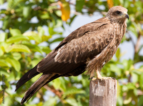 Black kite perched on a fence post
