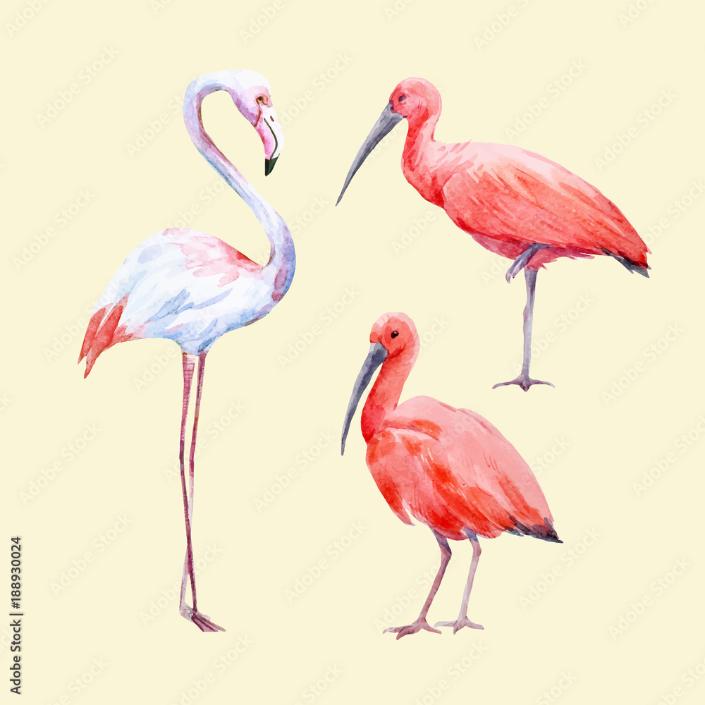 Obraz premium Watercolor ibis and flamingo vector set