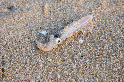 Fresh squid on the sand beach