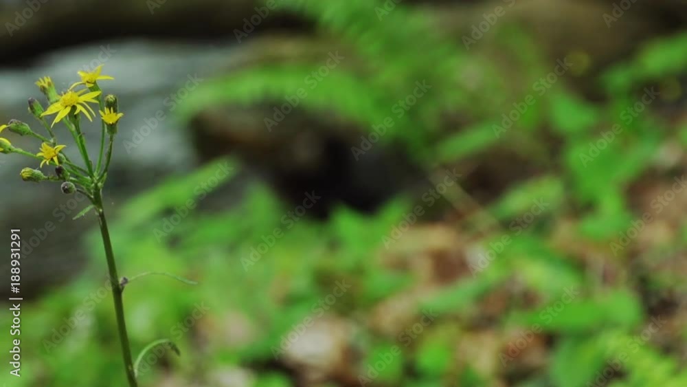 a mountain wildflower with a stream in the background a mountain wildflower with a stream in the background