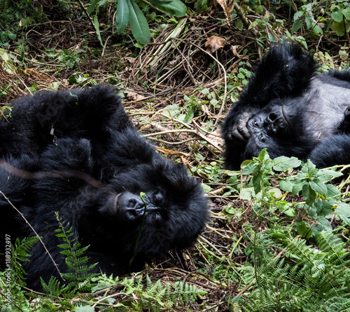 Mountain Gorillas sleeping in forest clearing national park Rwanda