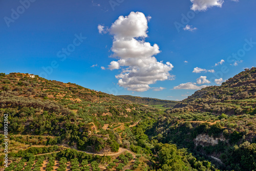 Olive groves on hills in Crete, Greece