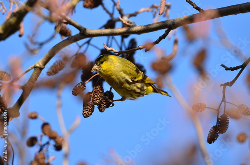 Tarin des aulnes mâle (Spinus spinus) photo