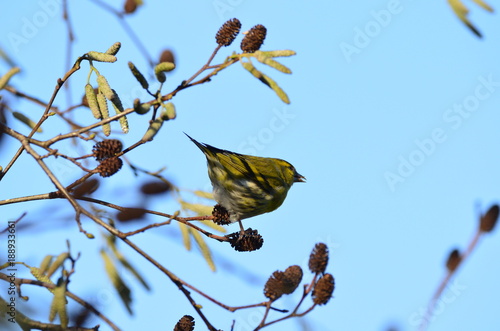 Tarin des aulnes mâle (Spinus spinus) photo