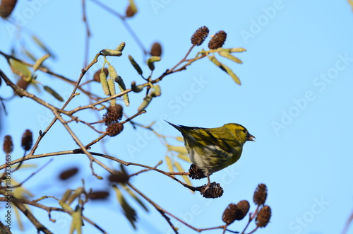 Tarin des aulnes mâle (Spinus spinus) photo