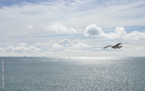 Sea Gull Flying Over Blue Sky