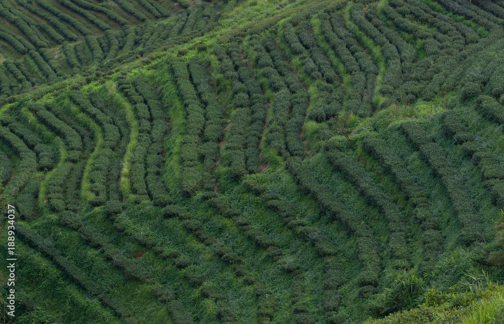 view of tea plantation