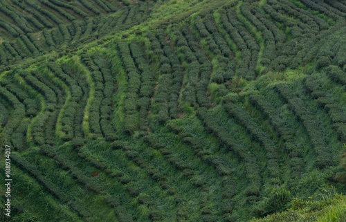 view of tea plantation