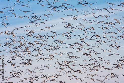 Background of wild geese flying over Flevoland against blue sky in the Netherlands