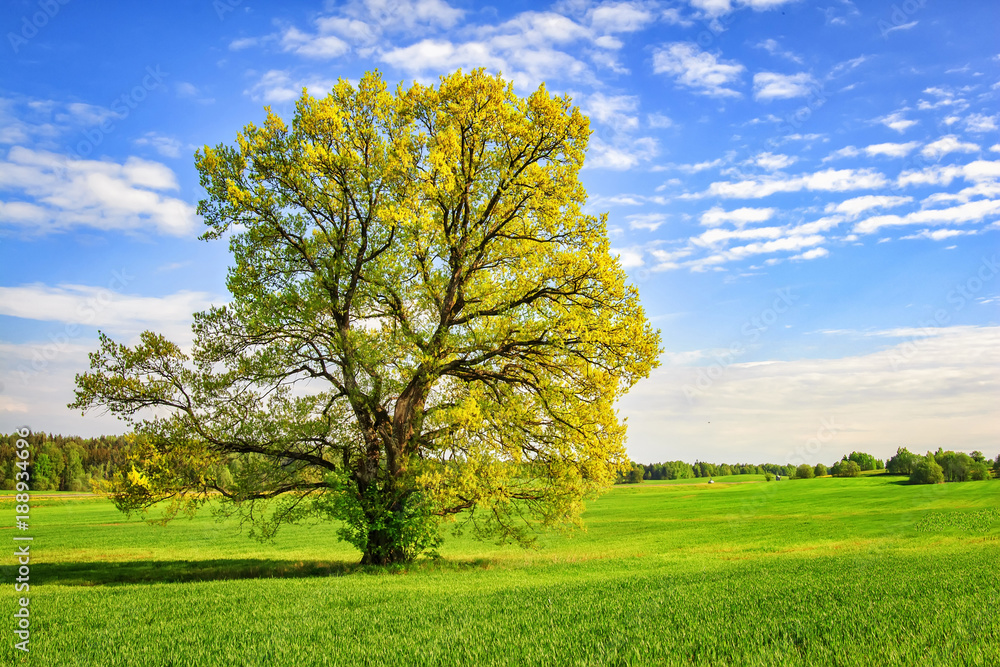 large green tree on spring meadow in bright sunny day. Beautiful spring nature. picturesque tree on green field. Landscape of spring field with branchy tree. large green tree on spring meadow in bright sunny day. Beautiful spring nature. picturesque tree on green field. Landscape of spring field with branchy tree.