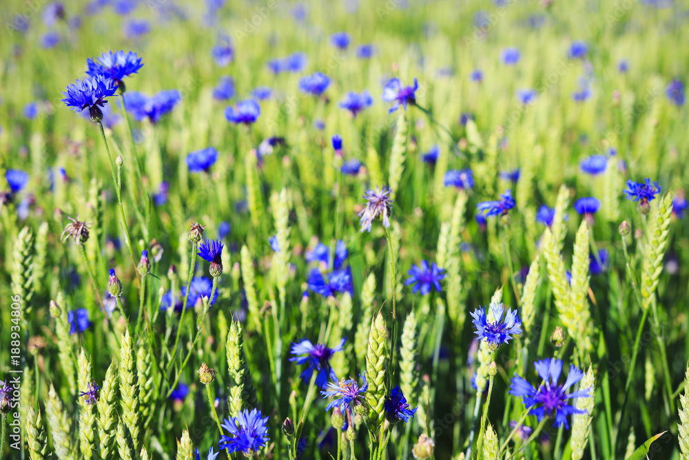 Spring background. Blue flowers on green summer meadow. Field of green wheat and cornflowers. Alternative medicine. Healing herbs. Health and strength of nature Spring background. Blue flowers on green summer meadow. Field of green wheat and cornflowers. Alternative medicine. Healing herbs. Health and strength of nature
