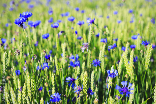 Spring background. Blue flowers on green summer meadow. Field of green wheat and cornflowers. Alternative medicine. Healing herbs. Health and strength of nature
