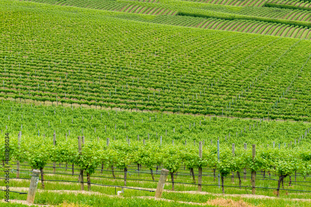 VIneyard landscape of green grape vines on the hill