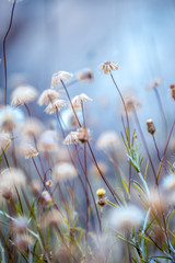 Canvas schilderij Blauw Droge planten in natuurlijke omgeving  © Svetlana