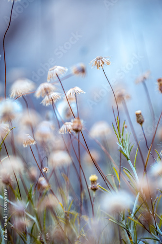 dry plants nature