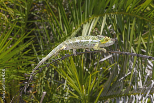 Pantherchamäleon (Furcifer pardalis) - Panther chameleon / Insel Nosy Faly / Madagaskar  photo