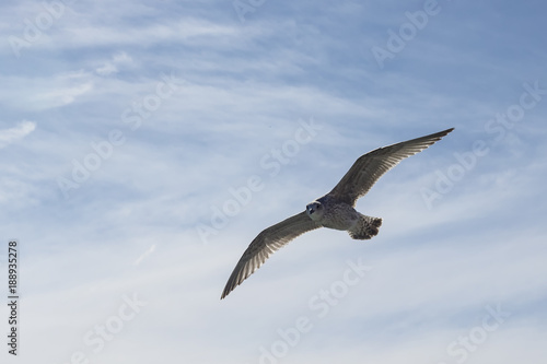 Sea Gull Flying Over Blue Sky