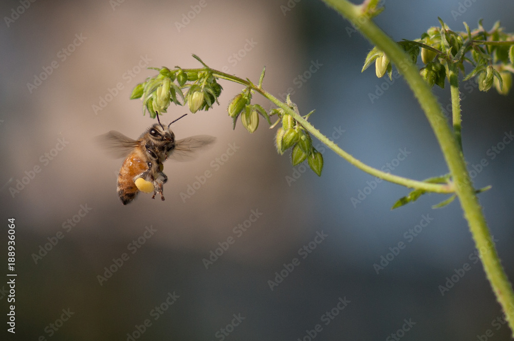 A honey bee, loaded with pollin, hovers beneath a flower in Seoul, Korea A honey bee, loaded with pollin, hovers beneath a flower in Seoul, Korea