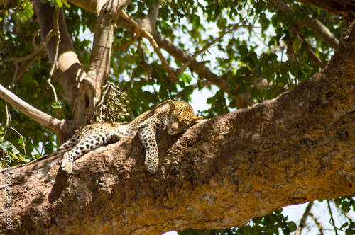 Leopard lying on a branch with two paws hanging in the savannah of Maasai Mara Park in North West Kenya