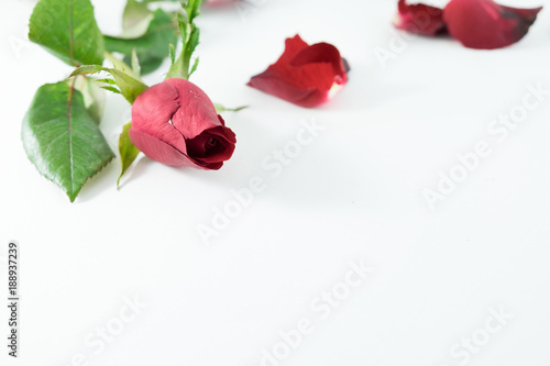 Close up of roses and lobe on the white background.