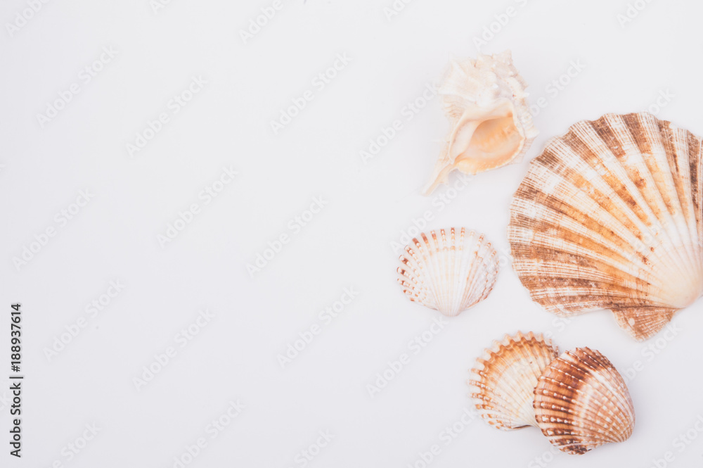 A shell collection on a white wood box A shell collection on a white wood box