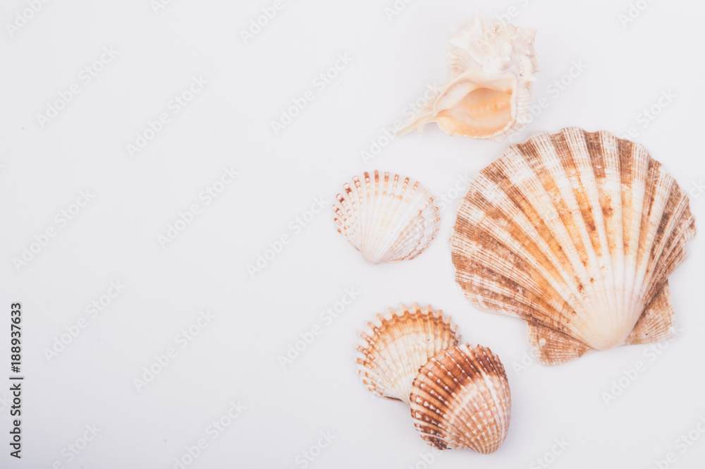 A shell collection on a white wood box A shell collection on a white wood box