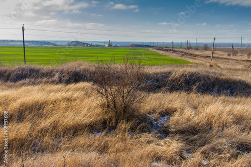 winter wheat growth in the field photo