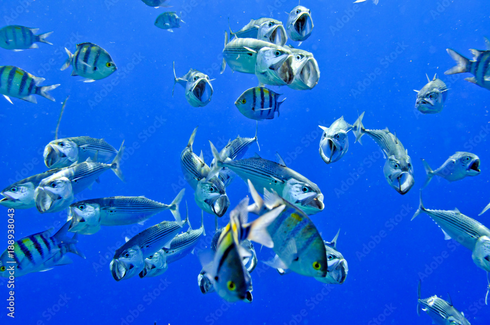Fototapeta premium Mackerel hunting (Скумбрия на охоте)